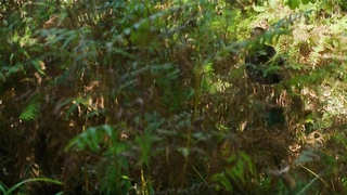 Juliane Elting обнаженная, Flora Bulcao обнаженная, Isabelle Puntel обнаженная, эротическая сцена из O Ornitologo (2016)