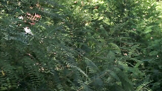 Çıplak ünlüler » Louise Cliffe çıplak - Wrong Turn 3: Left for Dead (2009)