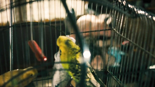 Nude video with Natalie Dormer and Alexandra Maria Lara and Brooke Johnston - Rush (2013)