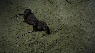 Nude video with Asia Argento scene from Phantom of the opera (1998)