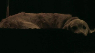 Nude video with Sheri Moon Zombie scene from The Lords of Salem (2012)