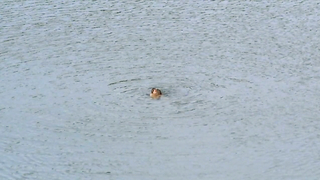 Emma Suarez nue, scène de sexe de La ardilla roja (1993)