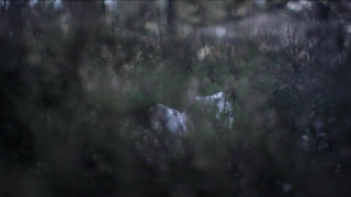 Lina Turkama nua, cena de sexo de Elokuu (2011)