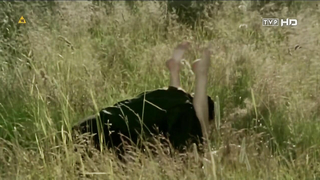 Renata Dancewicz çıplak, Diabelska edukacja'dan (1995) seks sahnesi