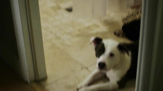 Линдси Фонсека секси, Пейджет Брюстер секси, сексуальная сцена из Down Dog s01e01 (2015)